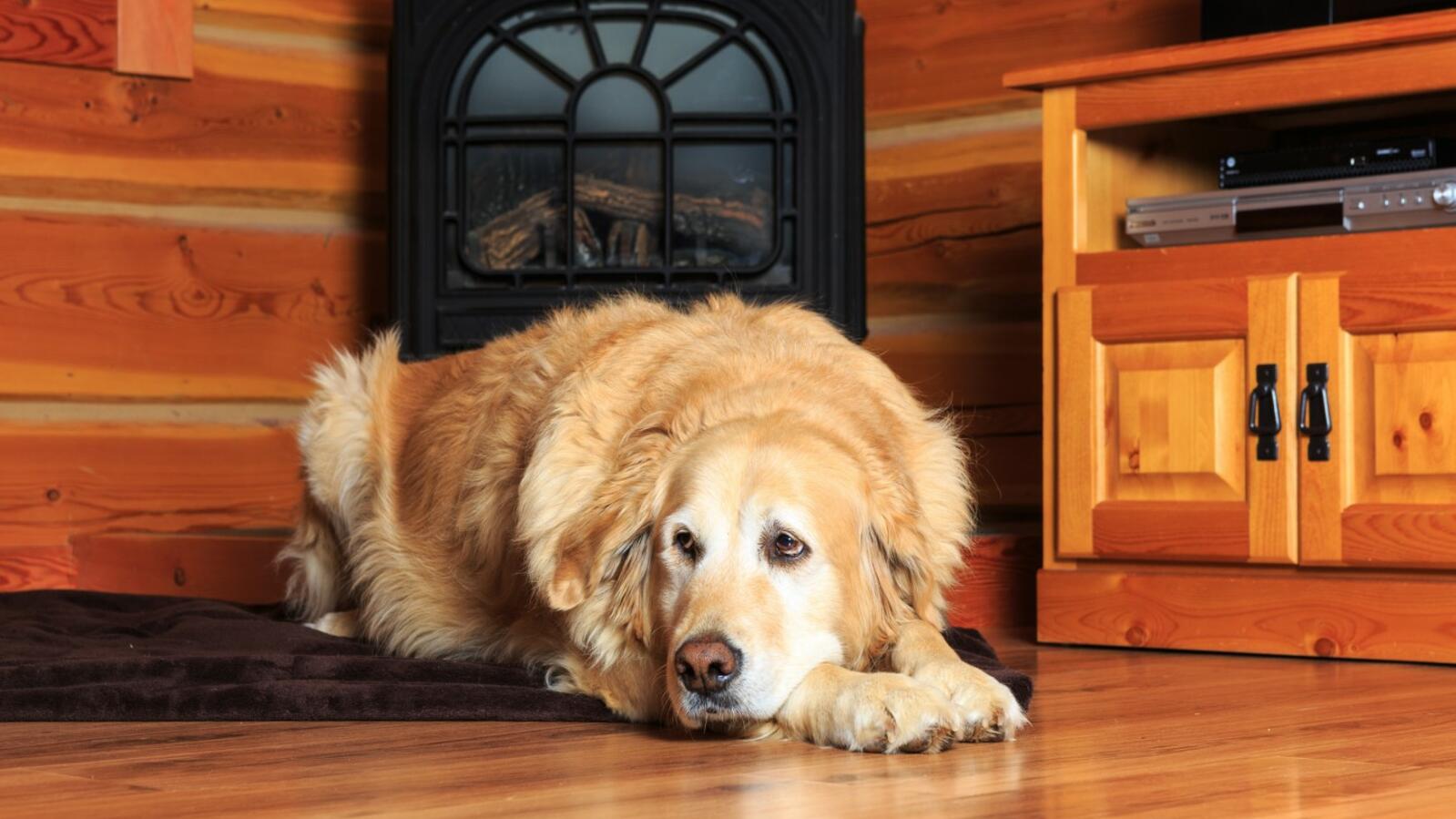 Dog laying comfortable on the floor